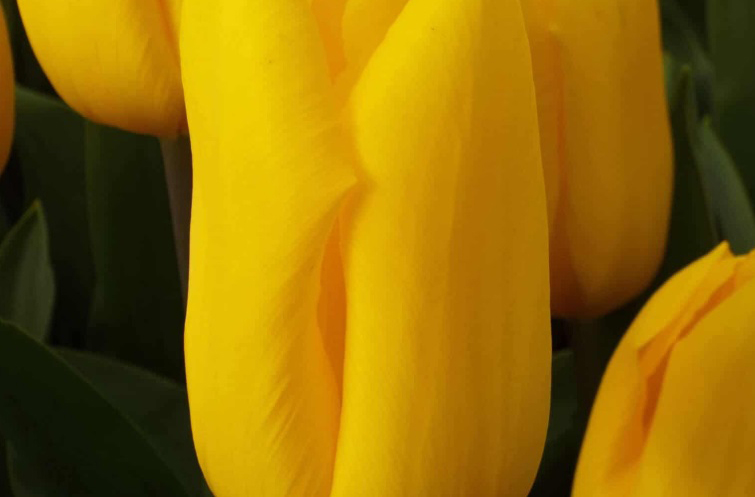 Strong Gold - Tulp